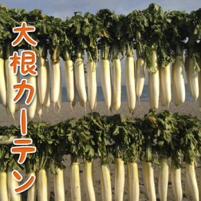 冬のみうらの風物「大根カーテン」 冬のみうらの風物「大根カーテン」