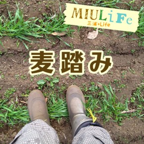 踏まれて強くなる“麦踏み”! 踏まれて強くなる“麦踏み”!