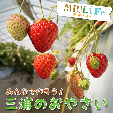 野菜でまちを元気にする!!「三浦のおやさいアプリ」プロジェクト進行中!